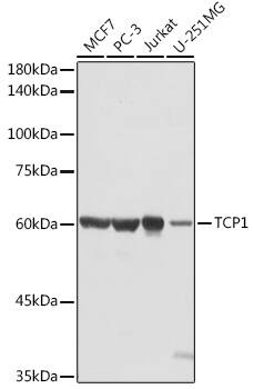 TCP1 alpha Antibody