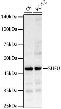 Suppressor of Fused Antibody