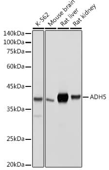 alcohol dehydrogenase 5 Antibody