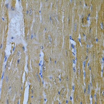 Adenylate Kinase 1 Antibody