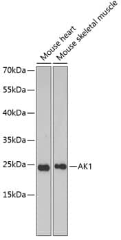 Adenylate Kinase 1 Antibody