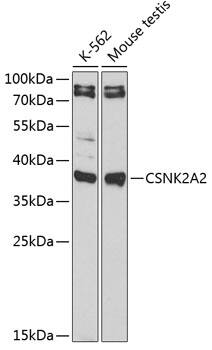 CKII alpha prime polypeptide Antibody