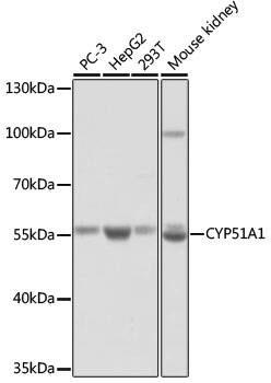 CYP51A1 Antibody