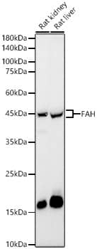 Fumarylacetoacetate hydrolase Antibody