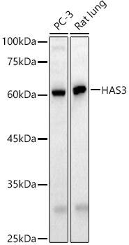 Hyaluronan Synthase 3/HAS3 Antibody