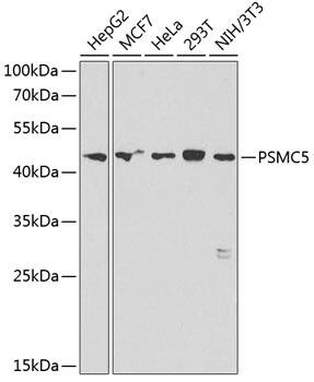 SUG1 Antibody