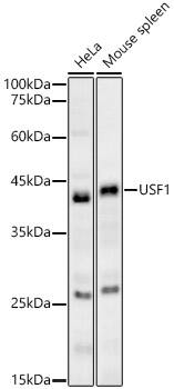 USF1 Antibody