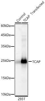 TCAP Antibody