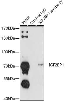 IGF2BP1 Antibody