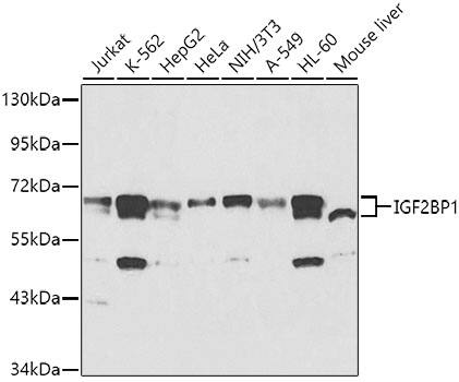 IGF2BP1 Antibody