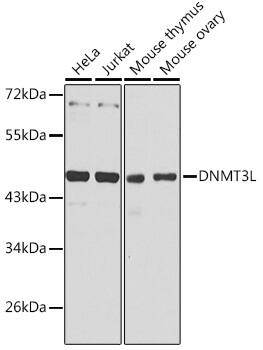 Dnmt3L Antibody