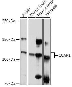 CCAR1 Antibody