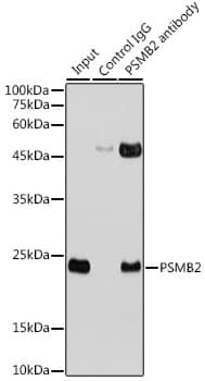 Proteasome 20S beta2 Antibody