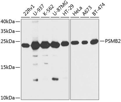Proteasome 20S beta2 Antibody