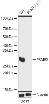 PA28 Activator beta Subunit/PSME2 Antibody