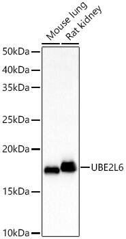 UbcH8/Ube2L6 Antibody