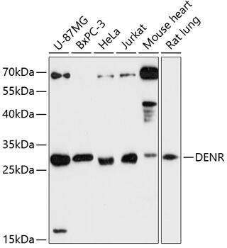 DENR Antibody