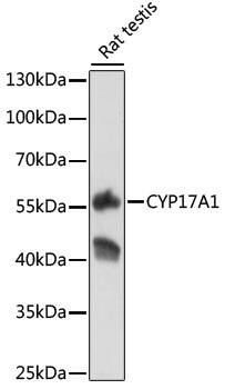 Cytochrome P450 17A1 Antibody