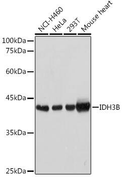 IDH3B Antibody