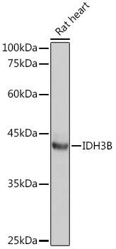 IDH3B Antibody
