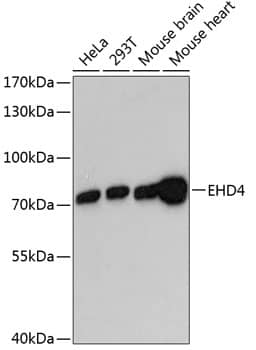 EHD4 Antibody