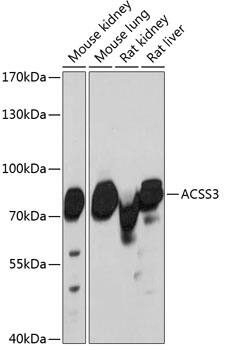 FLJ21963 Antibody