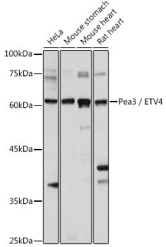 Pea3 Antibody