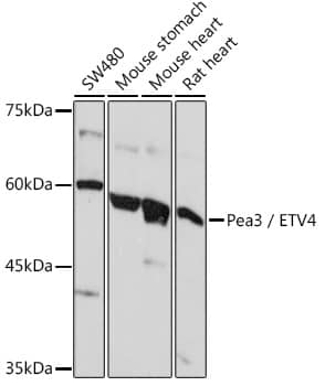 Pea3 Antibody