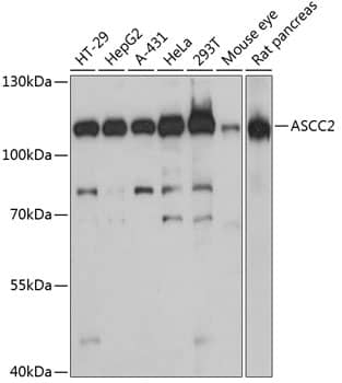 ASCC2 Antibody