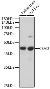CSAD Antibody