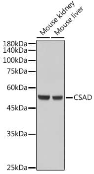 CSAD Antibody