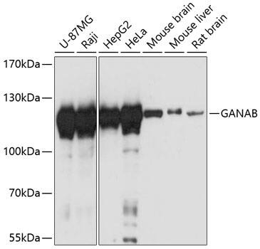 alpha Glucosidase 2 Antibody