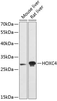 HOXC4 Antibody