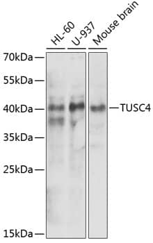 TUSC4 Antibody