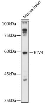 Pea3 Antibody