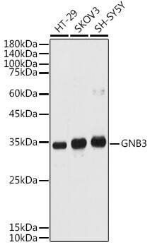 GNB3 Antibody