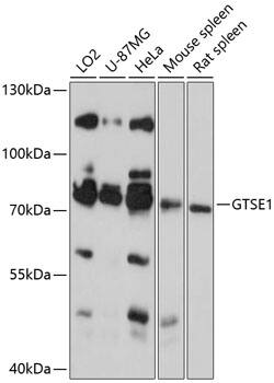 GTSE1 Antibody