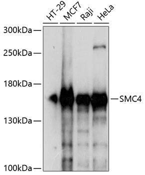 SMC4 Antibody