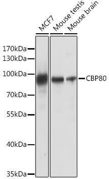NCBP1 Antibody