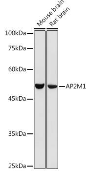 AP2M1 Antibody