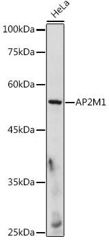 AP2M1 Antibody