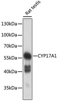 Cytochrome P450 17A1 Antibody