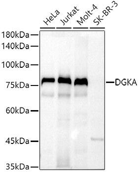 DGK-alpha Antibody