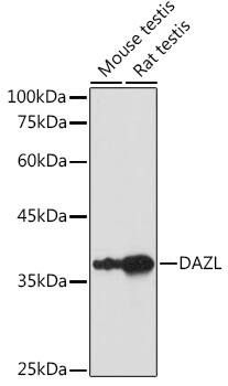DAZL Antibody