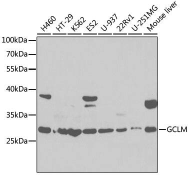 GCLM Antibody