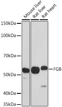 Fibrinopeptide B Antibody