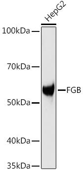 Fibrinopeptide B Antibody