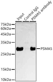 Proteasome 20S alpha 5 Antibody