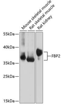 FBP2 Antibody