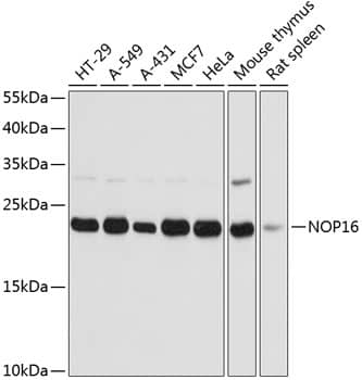 HSPC111 Antibody